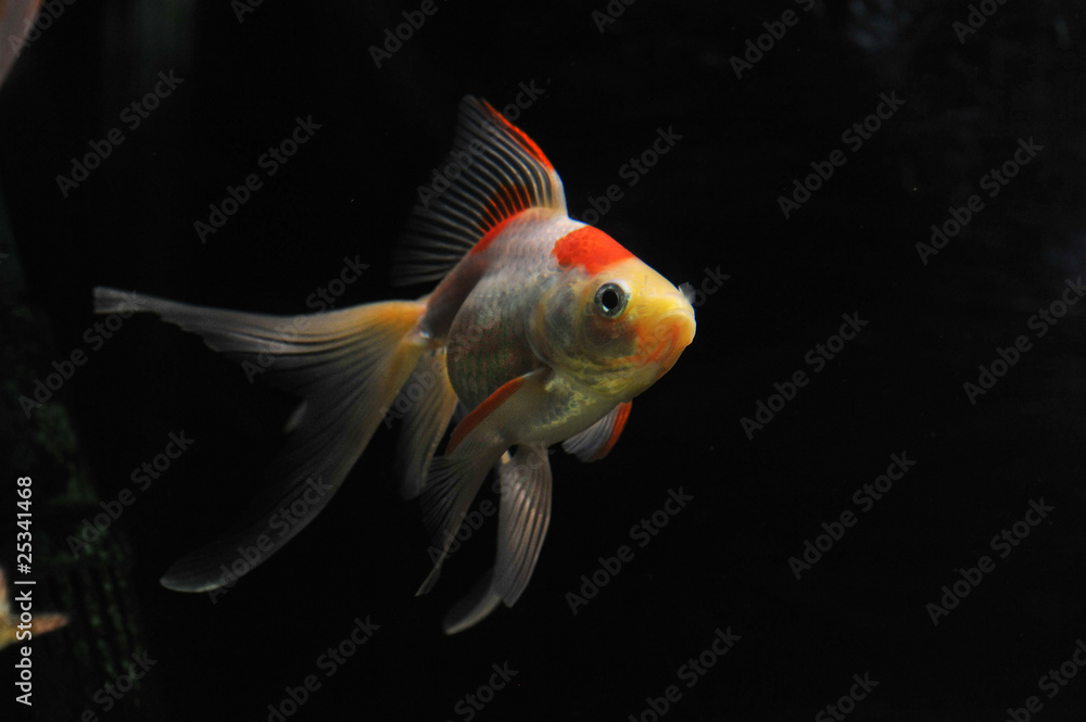 goldfish goldfish