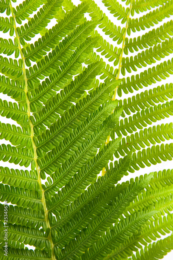 Fern leaves Fern leaves