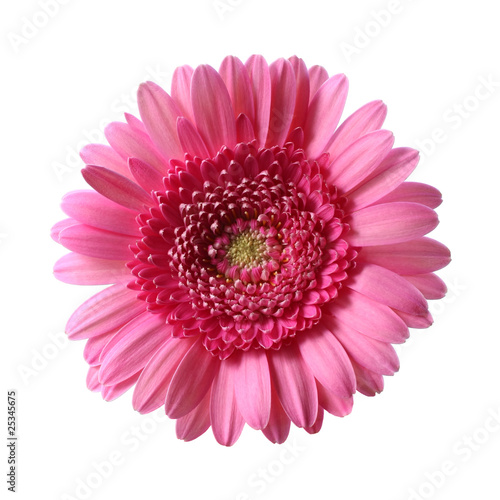 Pink Gerbera isolated on white background