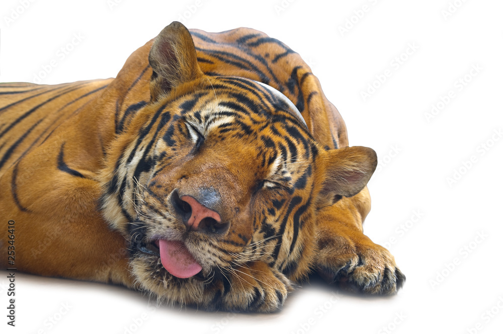 Fototapeta premium tiger sleeping on white isolation background
