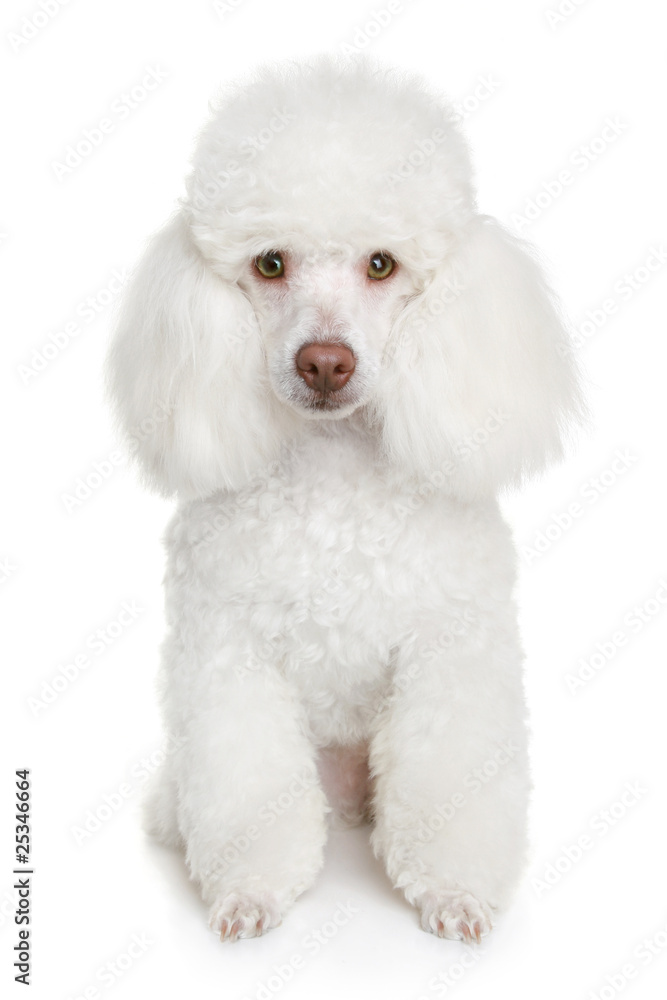 White poodle puppy