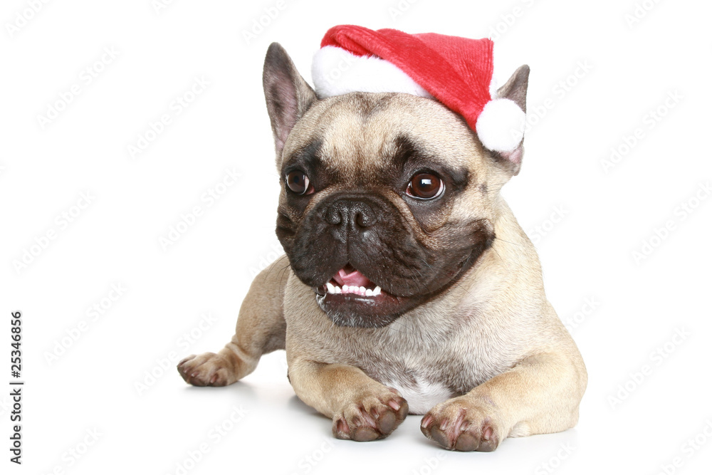 French bulldog in a Christmas hat