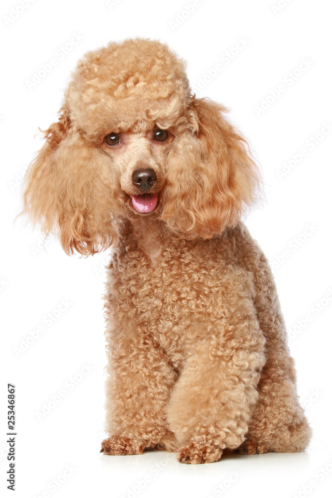 Apricot poodle puppy Apricot poodle puppy