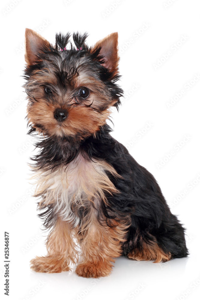 Yorkshire Terrier puppy Yorkshire Terrier puppy