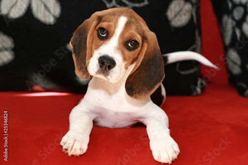 Happy beagle puppy