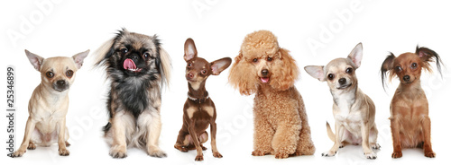 Photography Group of young dogs