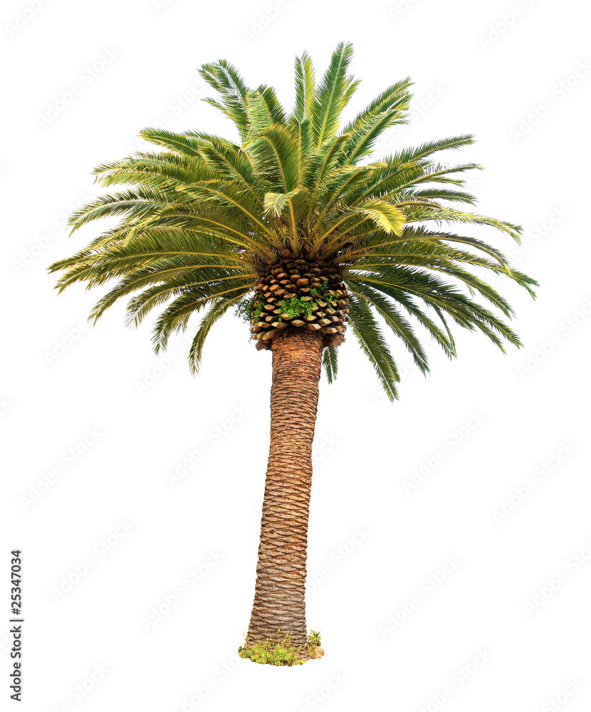 Naklejka premium Palmier