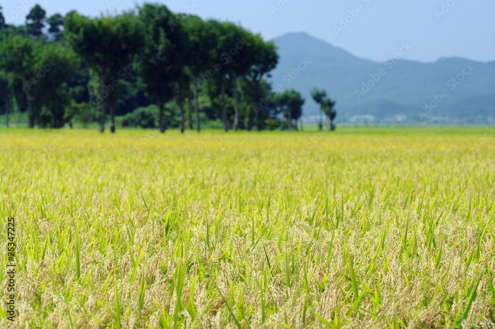 新潟平野の米作り/農村