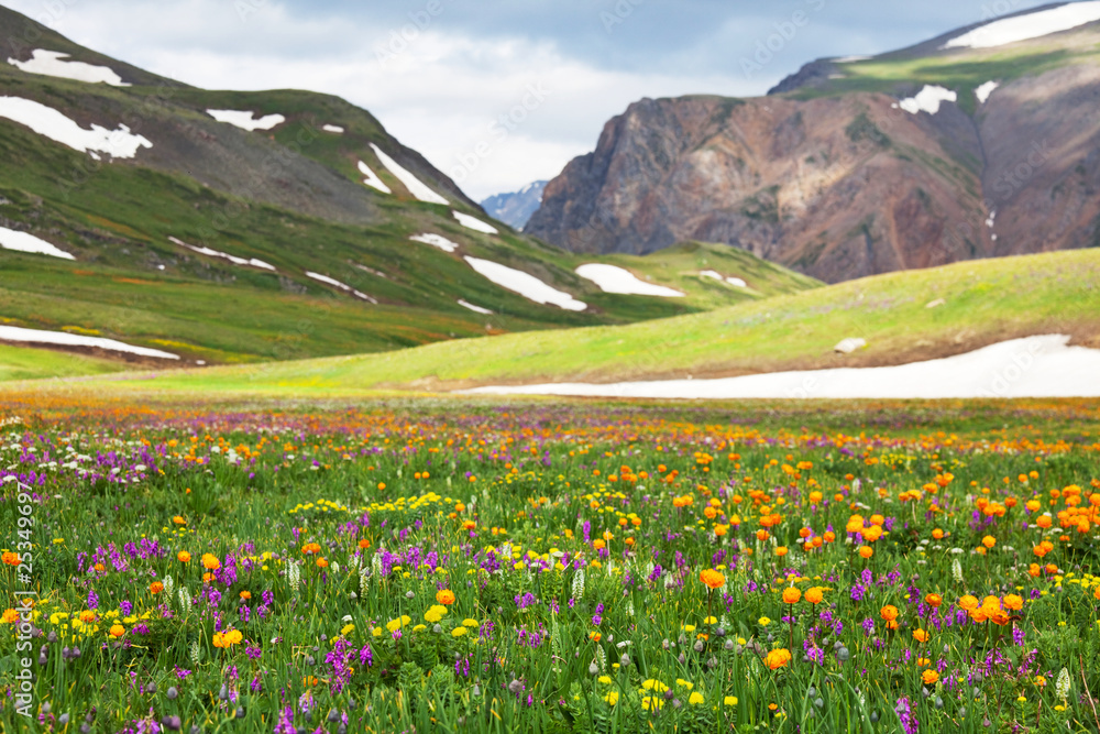 Fototapeta premium Mountain meadow