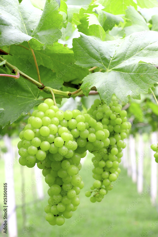 Green grapes close-up from a vineyard