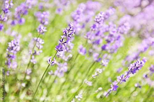 Lavender blooming in a garden