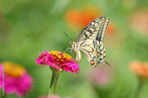 Papilio Machaon -5 © oraziopuccio