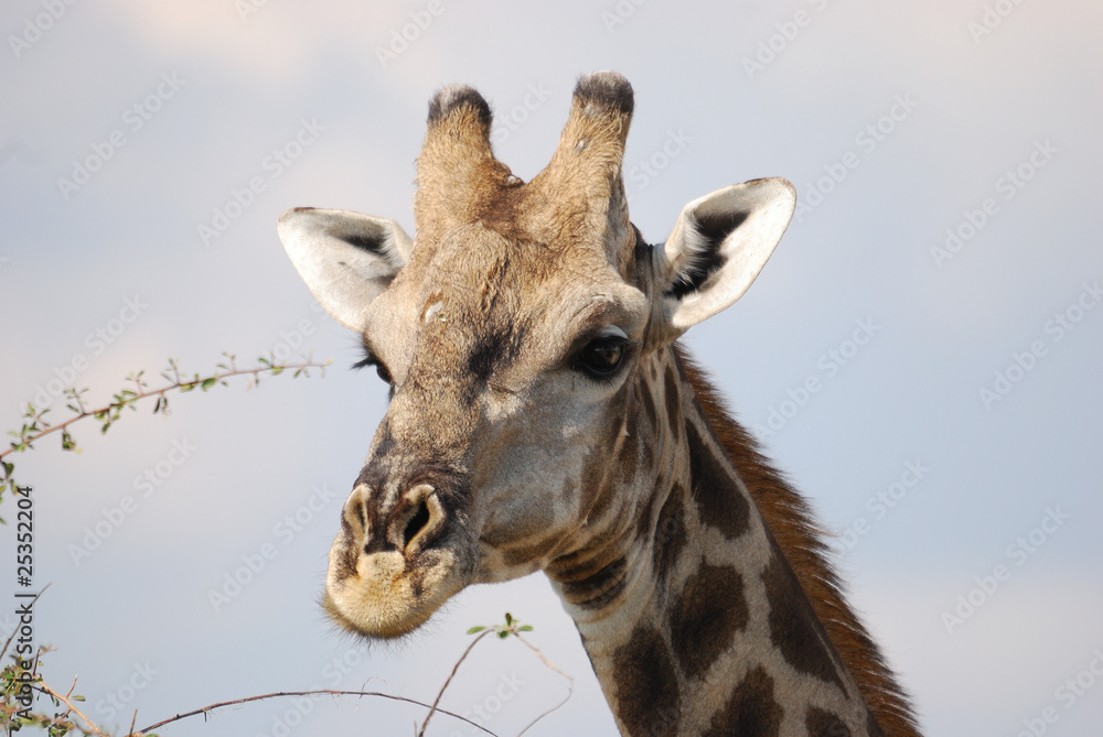 Fototapeta premium Giraffe im Portrait