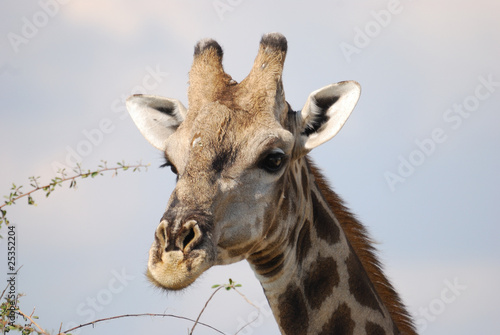 Fototapeta Naklejka Na Ścianę i Meble -  Giraffe im Portrait