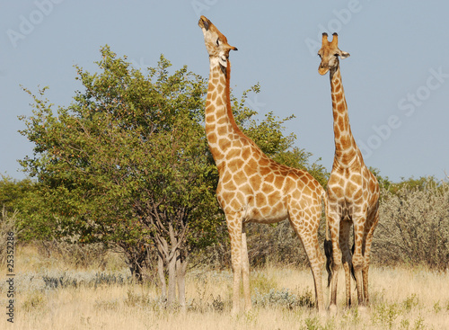 Giraffen beim Äsen