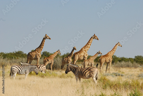 Giraffen und Zebras in Etoscha photo