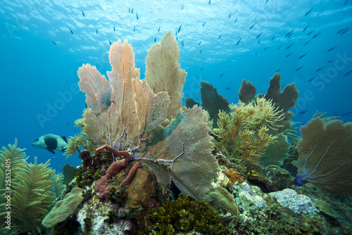 Underwater Coral reef
