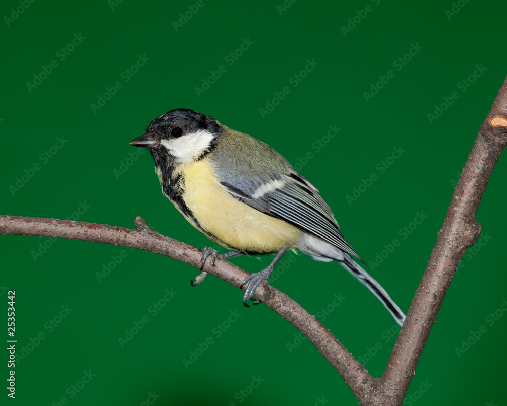 Obraz premium Great Tit, Parus major