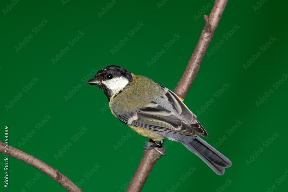 Obraz premium Great Tit, Parus major