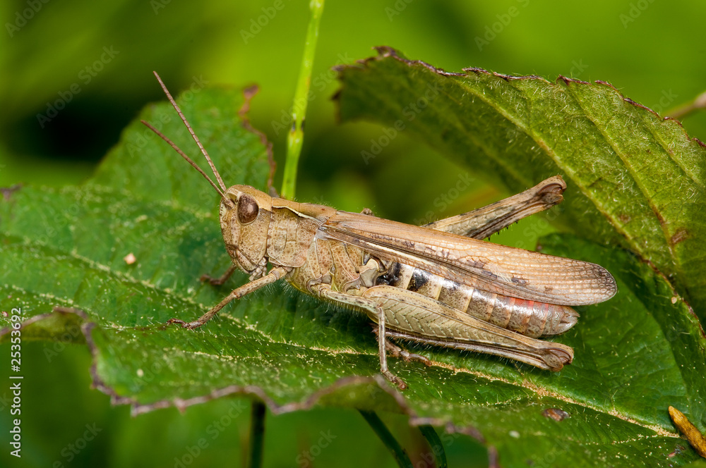 Grasshopper