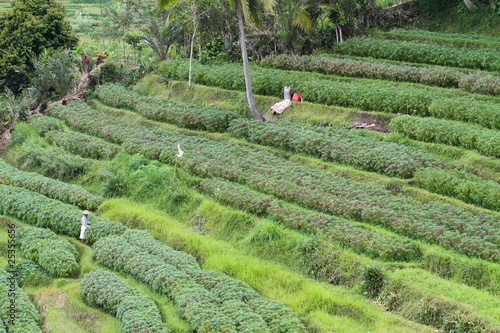 Bali rice fields, Indonesia photo