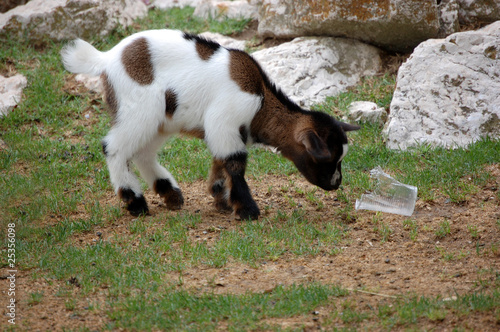 Baby goat smelling trash