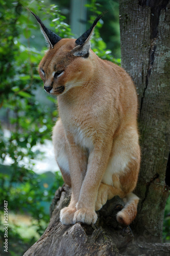 Caracal sitting vertical