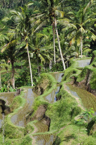 Bali rice fields  Indonesia