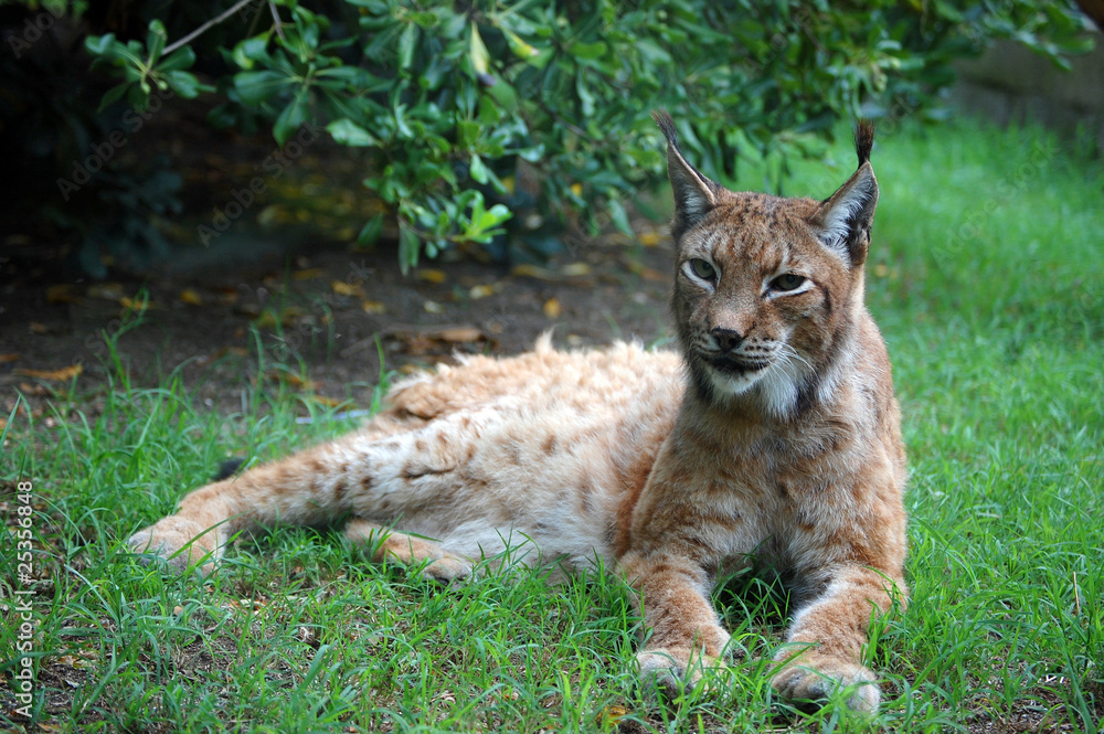 Obraz premium Eurasian lynx full size