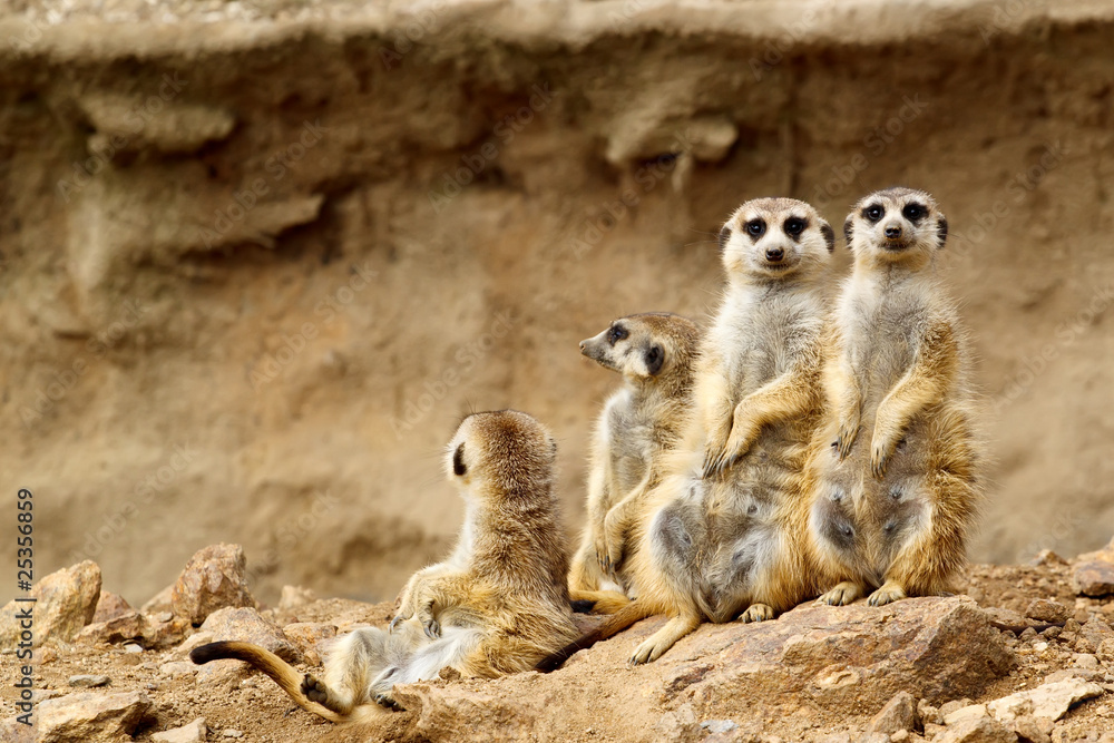 Fototapeta premium Suricata suricatta