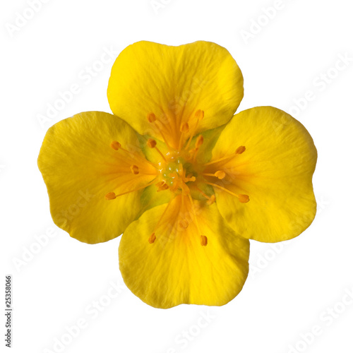 yellow bloom