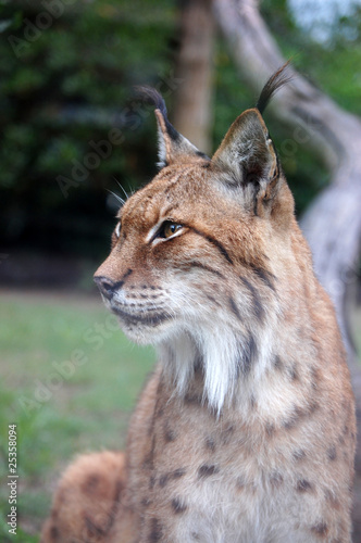 Lynx © Natalia Danecker
