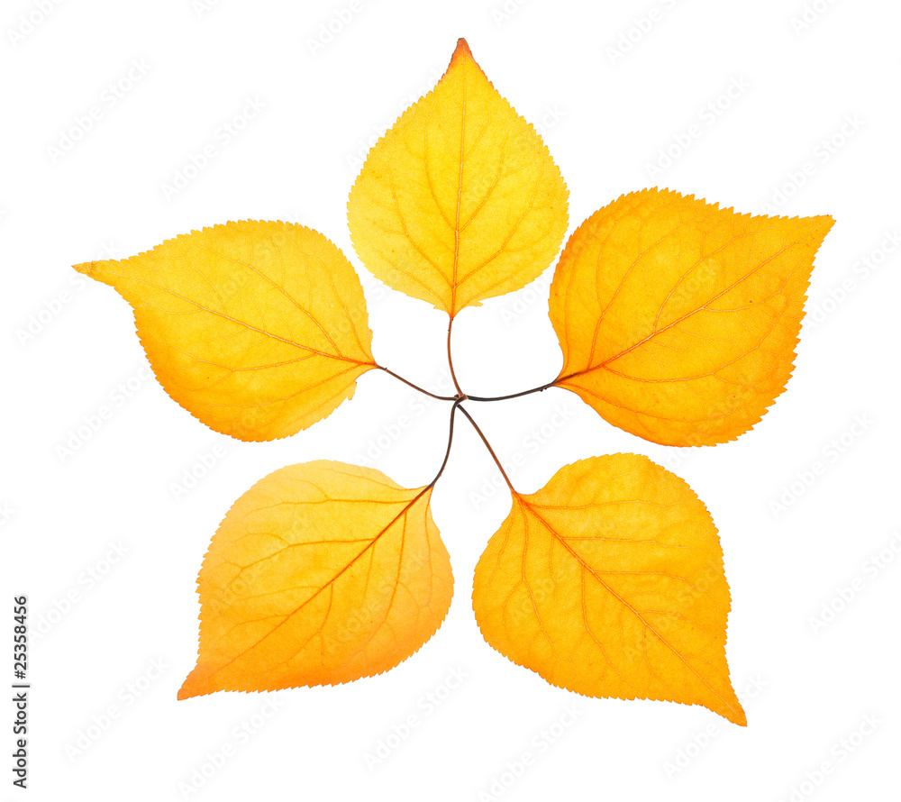 Five yellow leaf placed like a pentactinal star Five yellow leaf placed like a pentactinal star