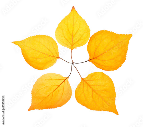 Five yellow leaf placed like a pentactinal star