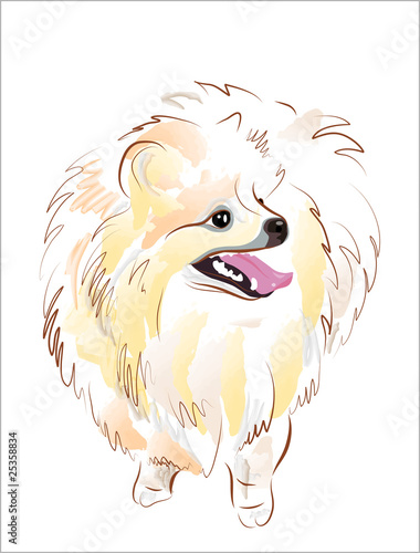 sketch of spitz