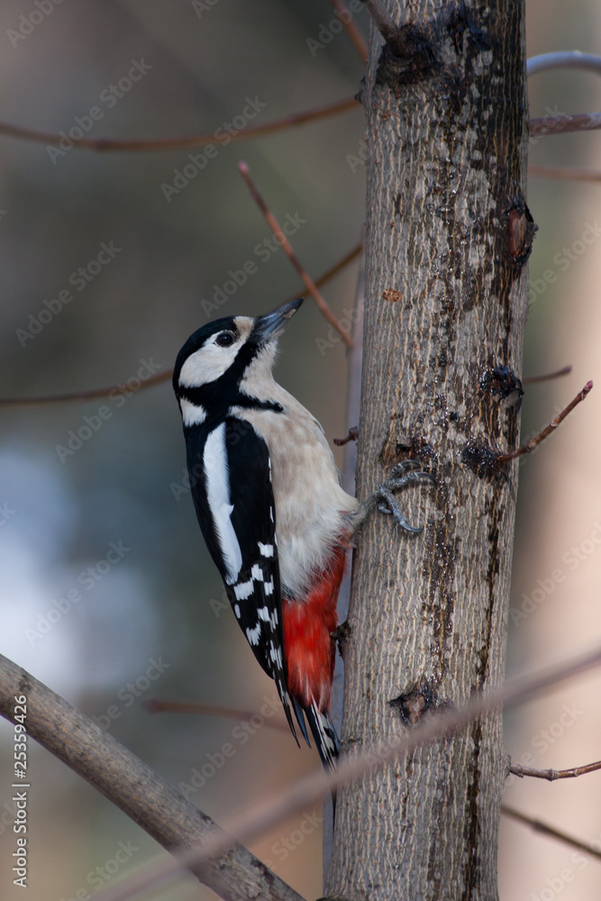 Great spotted woodpecker (Dendrocopos major). Great spotted woodpecker (Dendrocopos major).
