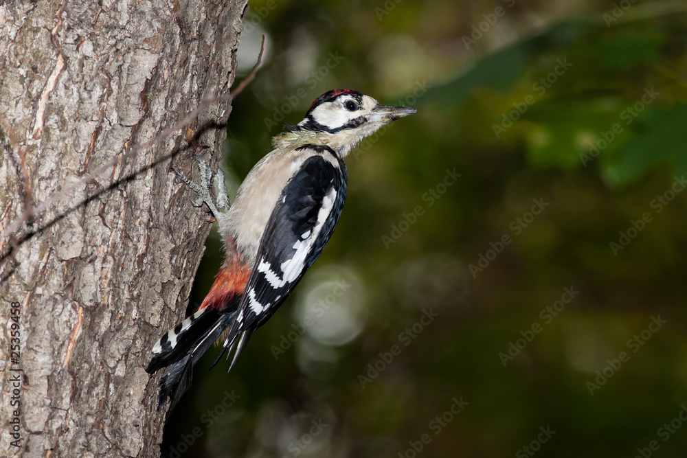 Obraz premium Great spotted woodpecker (Dendrocopos major).