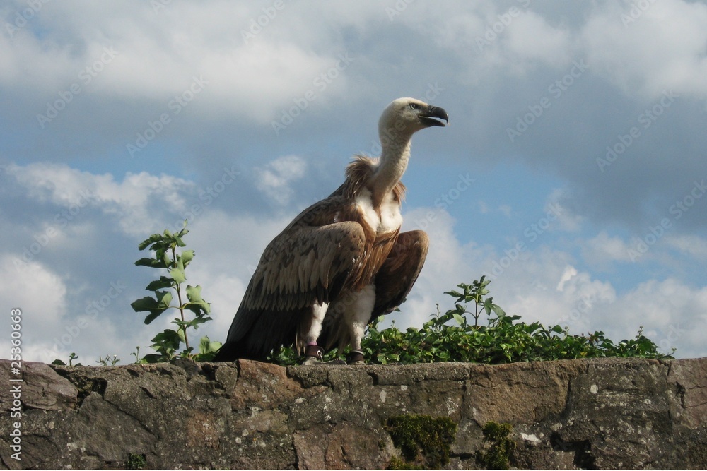 Gänsegeier