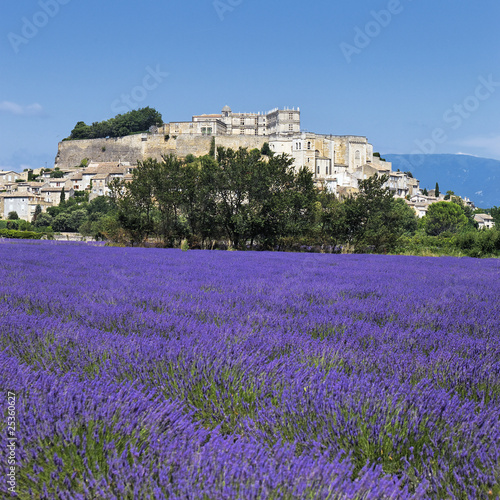 lavande de Grignan photo