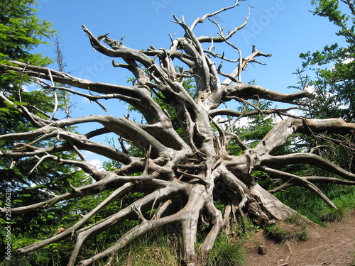 Bild auf Leinwand Entwurzelter Baum im Schwarzwald