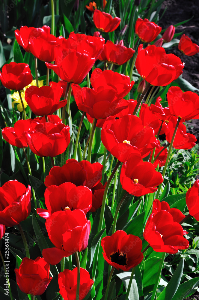Obraz premium red tulips
