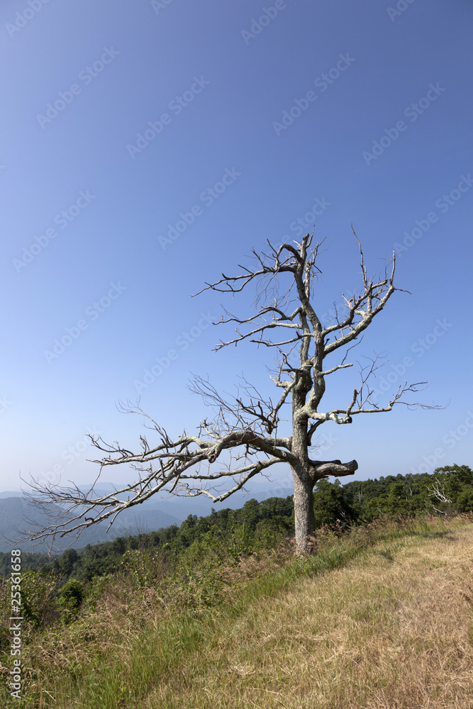 old tree in beautiful view of the popular Blue Ridge Mountain old tree in beautiful view of the popular Blue Ridge Mountain