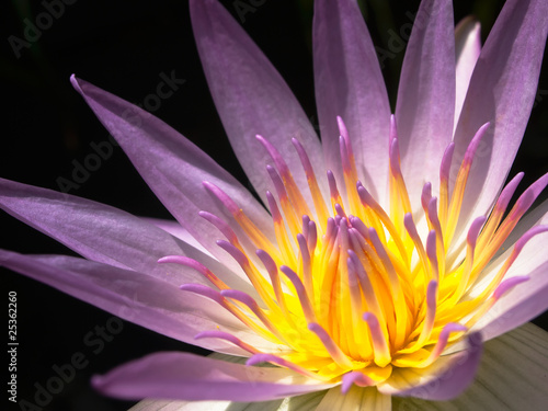 Pink and yellow lotus closeup