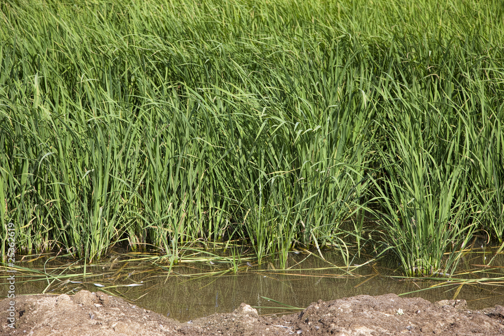 Obraz premium arroz plantado