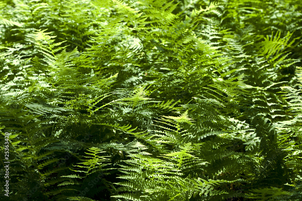 Beautiful fern in dense forest Beautiful fern in dense forest