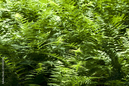 Beautiful fern in dense forest