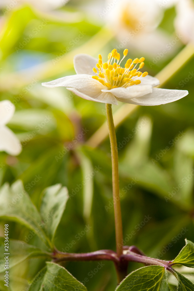 White anemone White anemone
