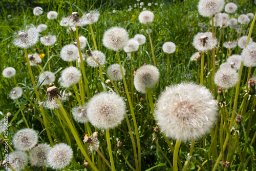 Dandelion on green backgoud