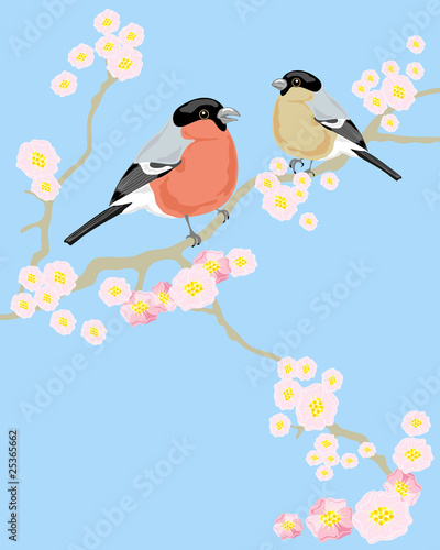 bullfinch