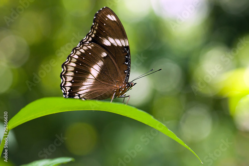 butterfly Hypolimnas bolina